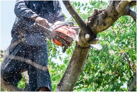 tree services West Columbia